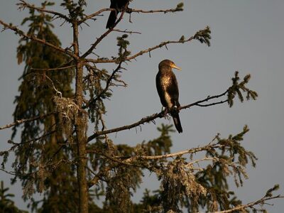 Kormoran_Lux